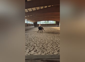 Tinker Mix, Wallach, 8 Jahre, 156 cm, Buckskin