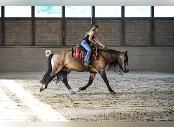Tinker Mix, Wallach, 8 Jahre, 156 cm, Buckskin