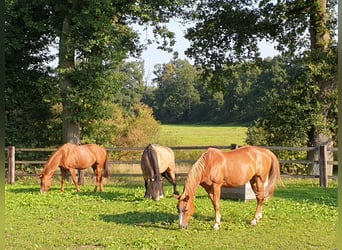 Tinker Mix, Wallach, 8 Jahre, 156 cm, Buckskin