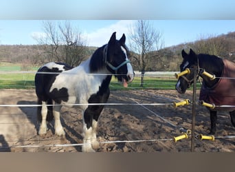 Tinker, Wallach, 8 Jahre, 156 cm, Schecke