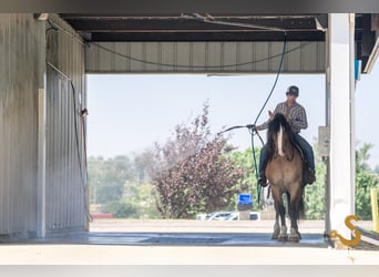 Tinker Mix, Wallach, 8 Jahre, 160 cm, Falbe