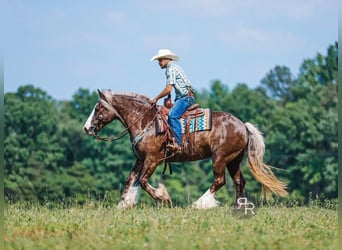 Tinker Mix, Wallach, 8 Jahre, 160 cm