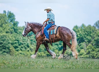 Tinker Mix, Wallach, 8 Jahre, 160 cm