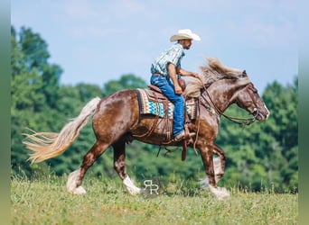 Tinker Mix, Wallach, 8 Jahre, 160 cm