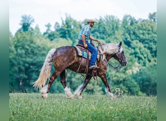 Tinker Mix, Wallach, 8 Jahre, 160 cm