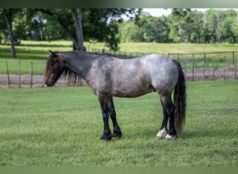 Tinker Mix, Wallach, 8 Jahre, Roan-Bay