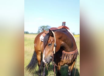 Tinker Mix, Wallach, 8 Jahre, Rotbrauner