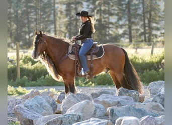 Tinker, Wallach, 8 Jahre, Rotbrauner