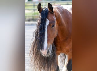 Tinker, Wallach, 8 Jahre, Rotbrauner
