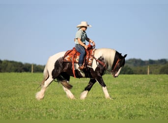 Tinker, Wallach, 8 Jahre, Schecke