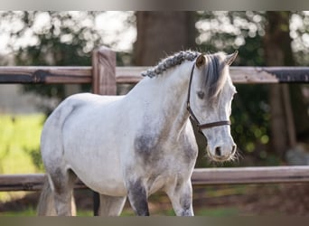 Tinker, Wallach, 9 Jahre, 118 cm