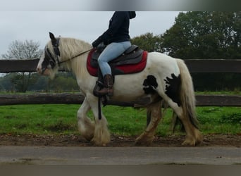 Tinker, Wallach, 9 Jahre, 129 cm, Schecke