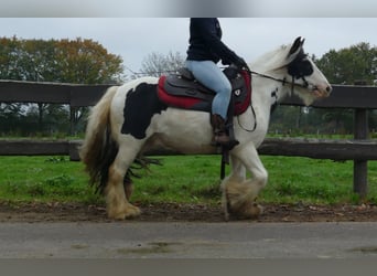 Tinker, Wallach, 9 Jahre, 129 cm, Schecke