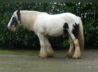 Tinker, Wallach, 9 Jahre, 129 cm, Schecke