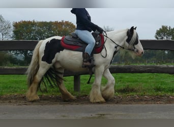 Tinker, Wallach, 9 Jahre, 129 cm, Schecke