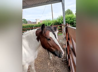 Tinker, Wallach, 9 Jahre, 129 cm, Schecke