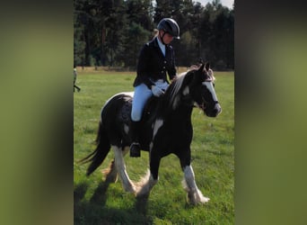 Tinker, Wallach, 9 Jahre, 129 cm, Schecke
