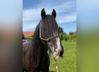 Tinker, Wallach, 9 Jahre, 130 cm, Rappe