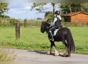 Tinker, Wallach, 9 Jahre, 131 cm, Rappe