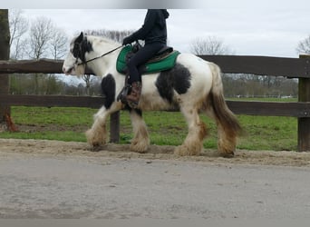 Tinker, Wallach, 9 Jahre, 131 cm, Schecke