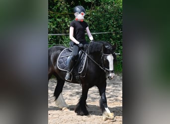 Tinker, Wallach, 9 Jahre, 132 cm, Rappe