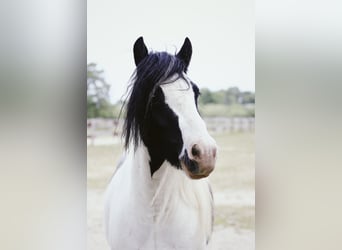 Tinker, Wallach, 9 Jahre, 132 cm, Schecke