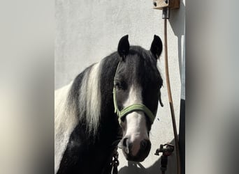 Tinker Mix, Wallach, 9 Jahre, 135 cm, Schecke