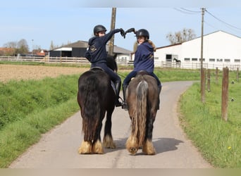 Tinker, Wallach, 9 Jahre, 136 cm, Rappe