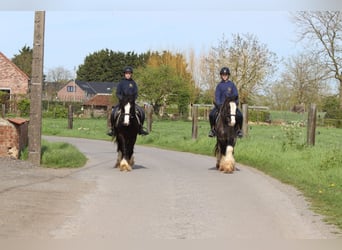 Tinker, Wallach, 9 Jahre, 136 cm, Rappe