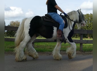 Tinker, Wallach, 9 Jahre, 137 cm, Schecke