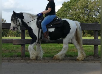 Tinker, Wallach, 9 Jahre, 137 cm, Schecke