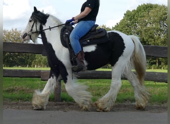 Tinker, Wallach, 9 Jahre, 137 cm, Schecke