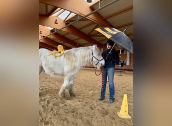 Tinker, Wallach, 9 Jahre, 138 cm, Schecke