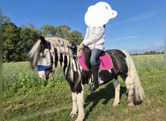 Tinker, Wallach, 9 Jahre, 138 cm, Schecke