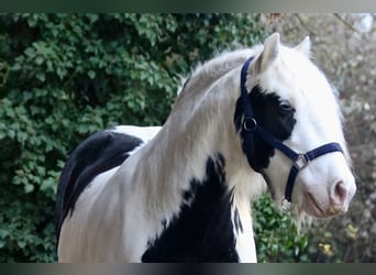 Tinker, Wallach, 9 Jahre, 140 cm, Schecke