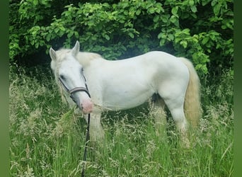 Tinker, Wallach, 9 Jahre, 140 cm, Schimmel