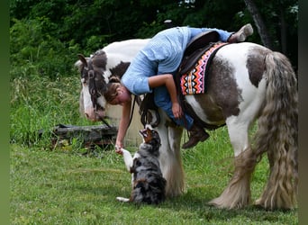 Tinker, Wallach, 9 Jahre, 142 cm, Schecke