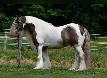 Tinker, Wallach, 9 Jahre, 142 cm, Schecke