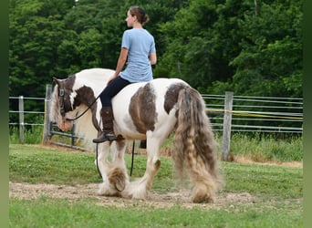 Tinker, Wallach, 9 Jahre, 142 cm, Schecke