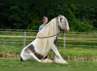 Tinker, Wallach, 9 Jahre, 142 cm, Schecke