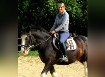 Tinker, Wallach, 9 Jahre, 144 cm, Rappe