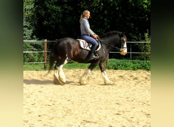 Tinker, Wallach, 9 Jahre, 144 cm, Rappe