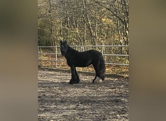 Tinker, Wallach, 9 Jahre, 145 cm, Rappe