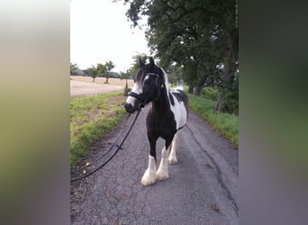 Tinker, Wallach, 9 Jahre, 145 cm, Schecke