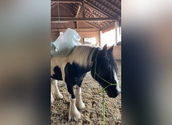 Tinker, Wallach, 9 Jahre, 145 cm, Schecke