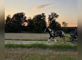 Tinker, Wallach, 9 Jahre, 145 cm, Schecke