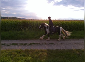 Tinker, Wallach, 9 Jahre, 145 cm, Schecke