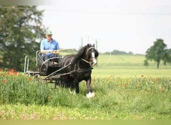 Tinker, Wallach, 9 Jahre, 146 cm, Rappe