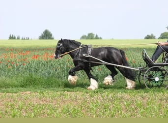 Tinker, Wallach, 9 Jahre, 146 cm, Rappe