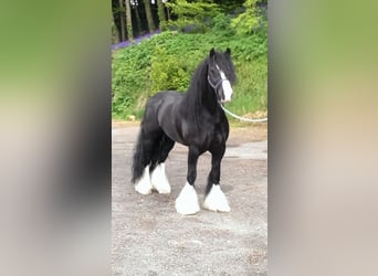 Tinker, Wallach, 9 Jahre, 146 cm, Rappe